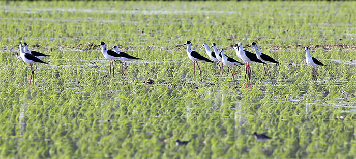 Black-Winged Stilt_2_inside2.jpg